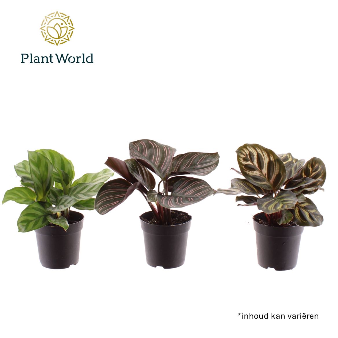 Calathea Gemengd