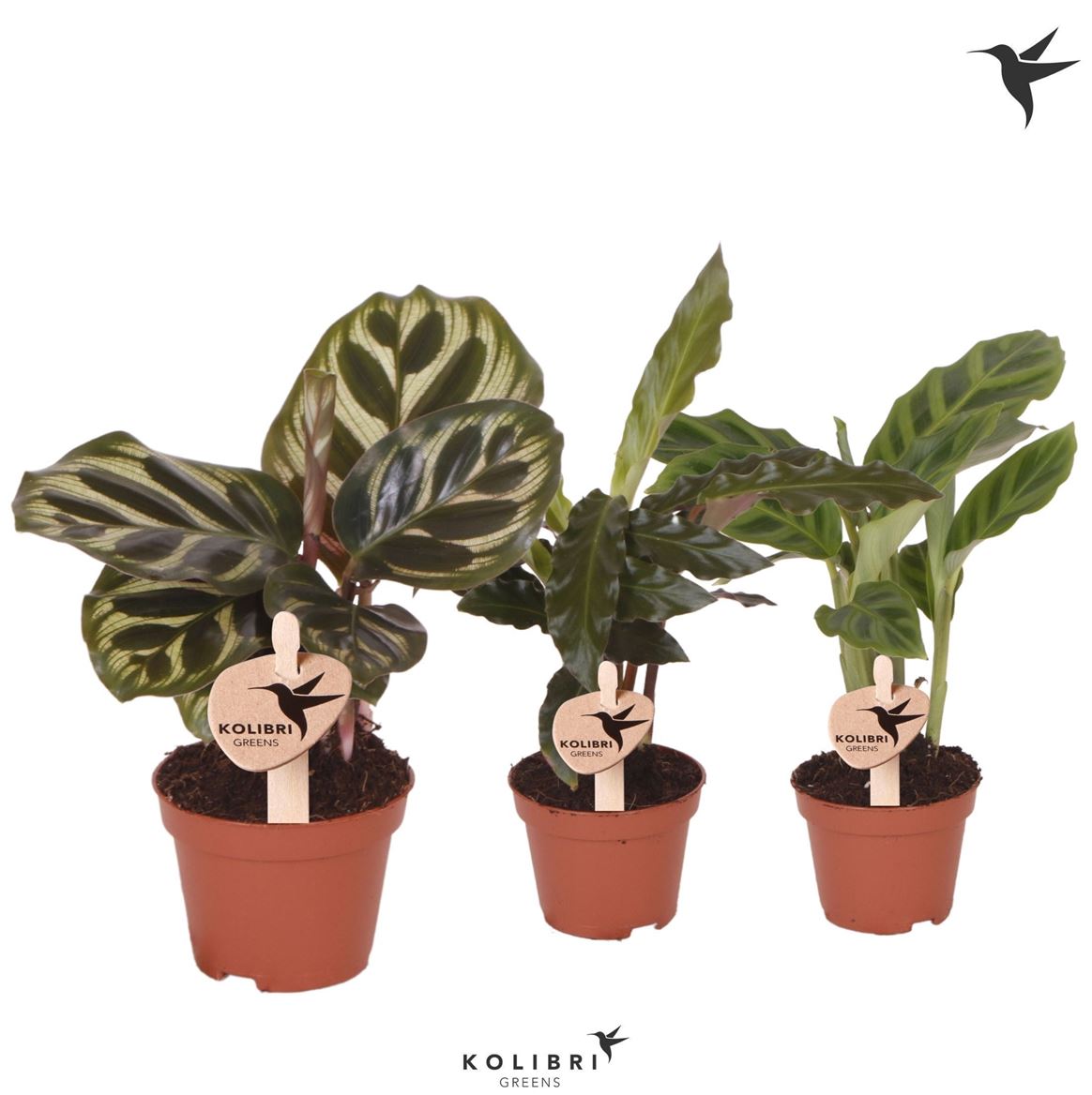 Calathea Gemengd