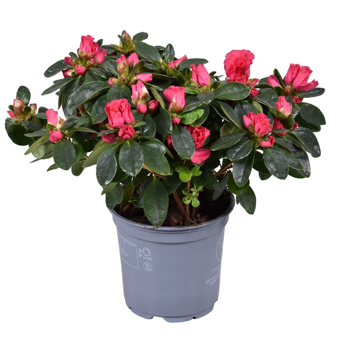 Rhodo Si Nordlicht