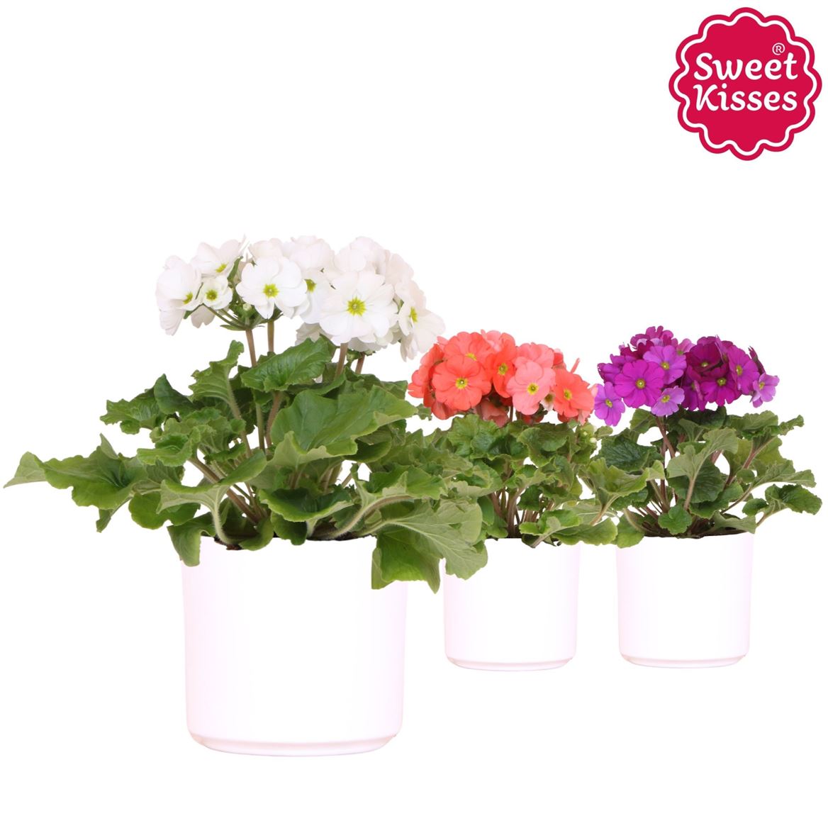 Primula Ob Gemengd Keramiek Simplicity White