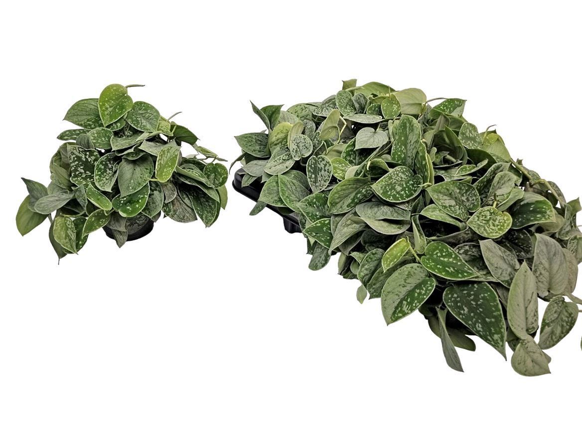 Scindapsus Pictus Silvery Ann