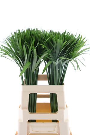 Cyperus Glaber - Plastic