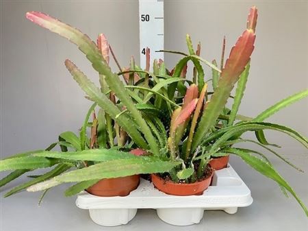 Epiphyllum Red Tip