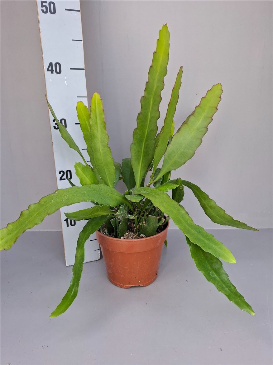 Epiphyllum Fruhlings Gold