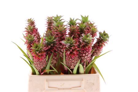 Peach Ananas Decorative Stems – 40cm