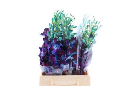 Blue Dendrobium Orchid – 50cm Stems