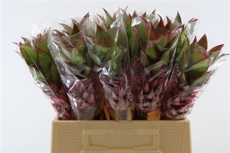 Pink Ananas Nina – 40cm Stems