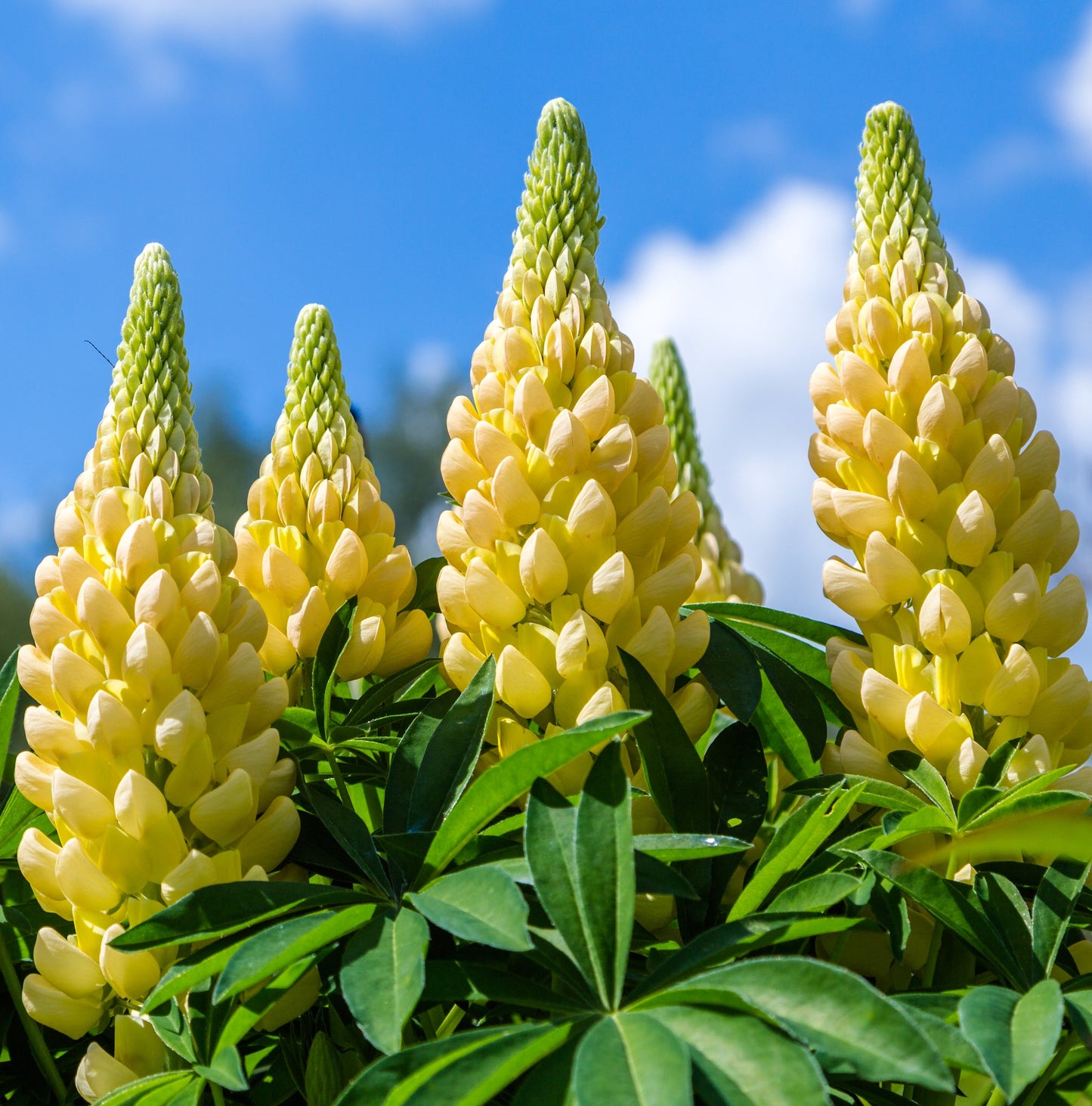 5 Perennials for a Sunny Site