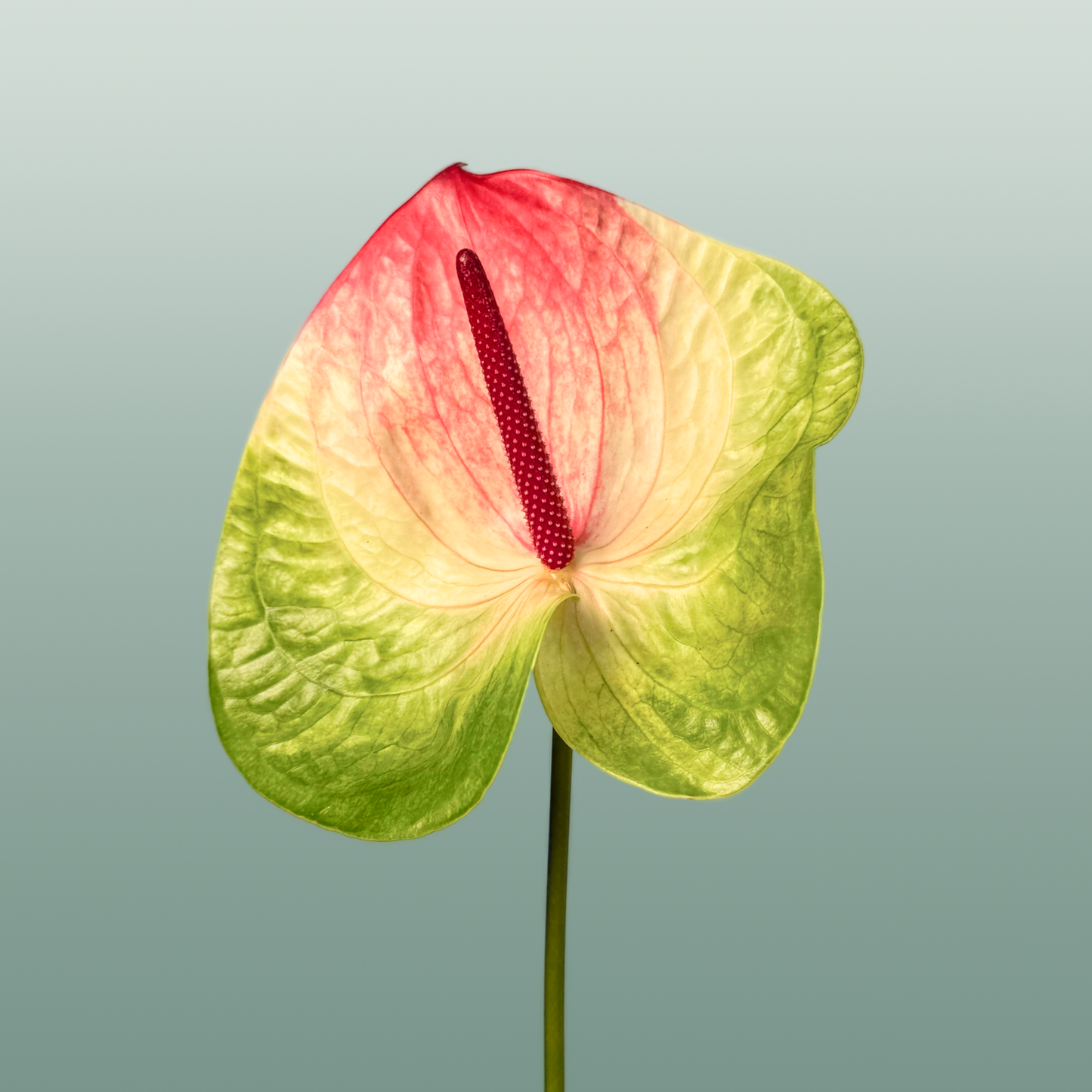 Anthurium Zafira Green Stems – 40cm