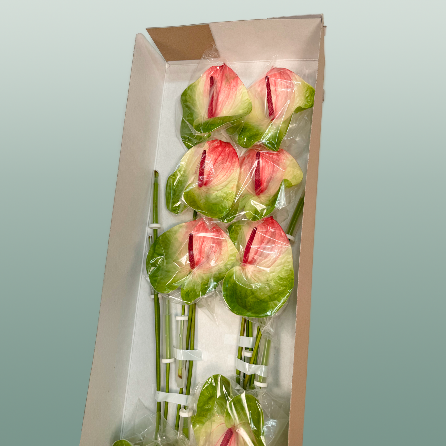 Anthurium Zafira Green Stems – 40cm
