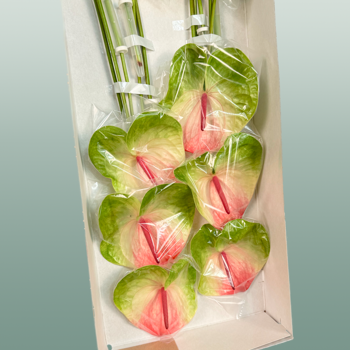 Anthurium Zafira Green Stems – 40cm