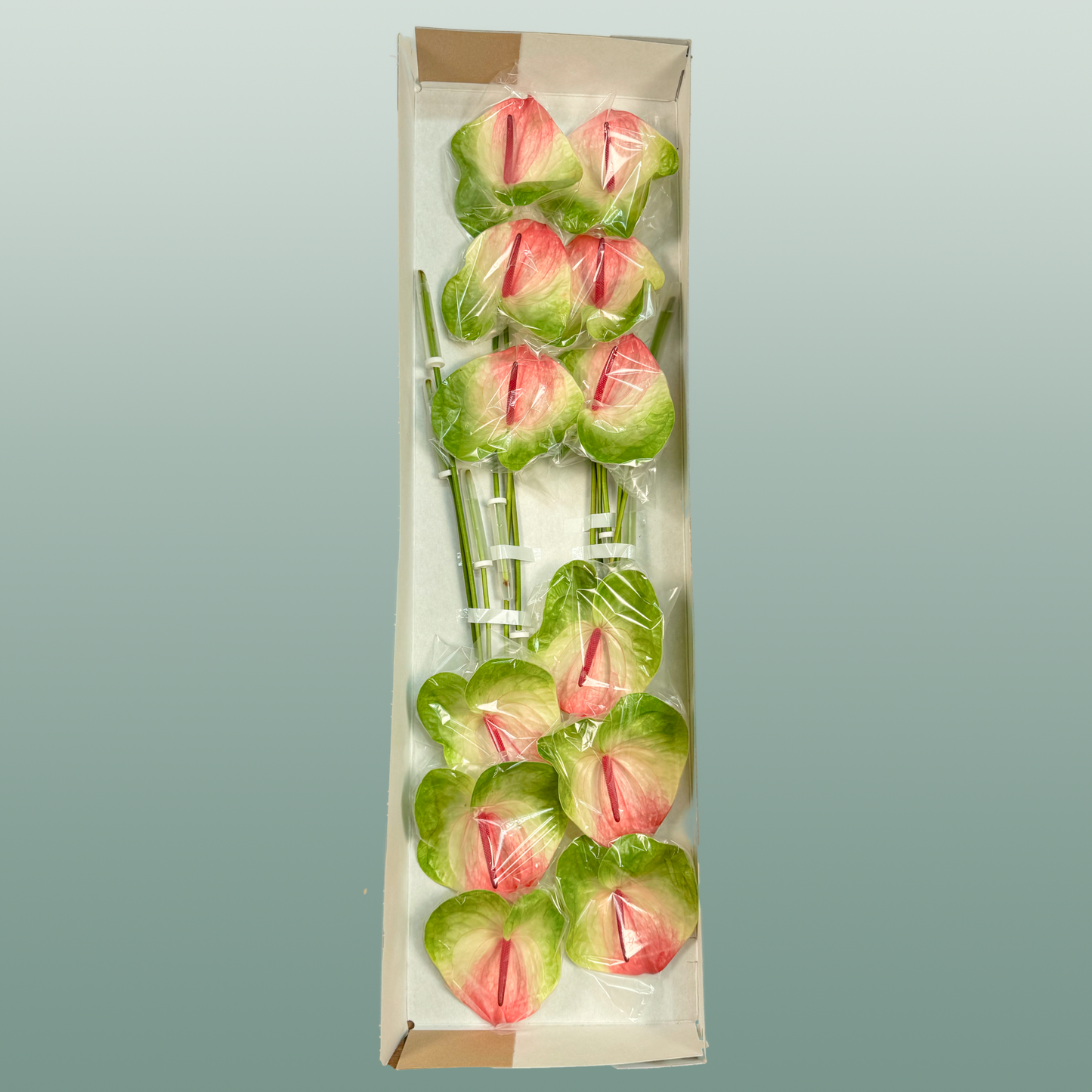 Anthurium Zafira Green Stems – 40cm