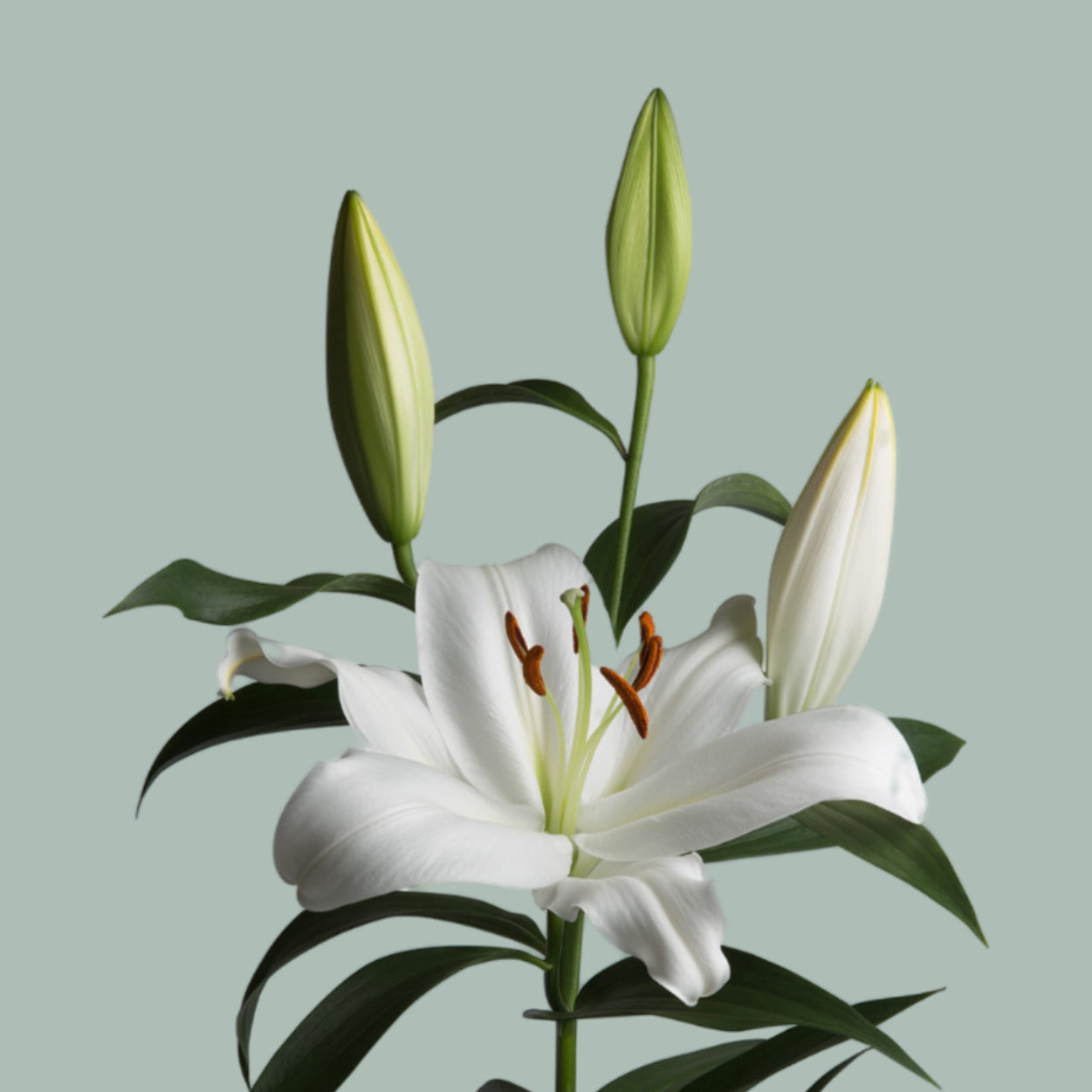 Lily - Lilium - Zambesi
