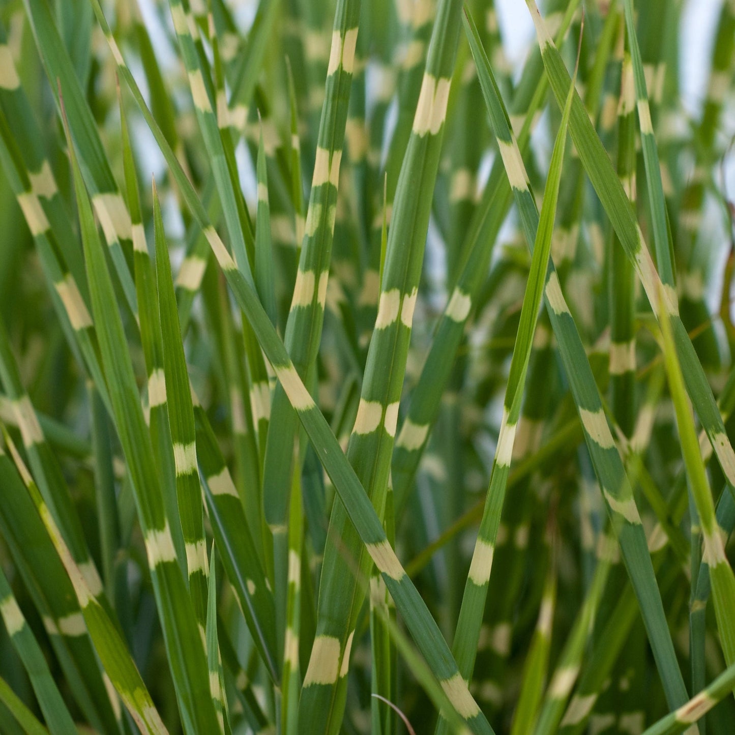 Miscanthus sinensis €˜Strictus€™ 2L