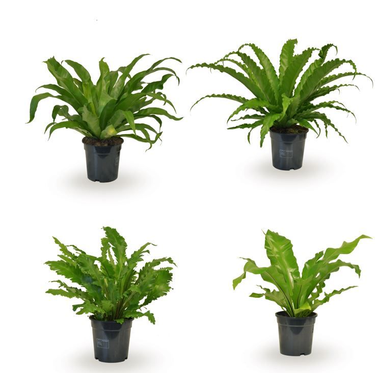 Asplenium Gemengd
