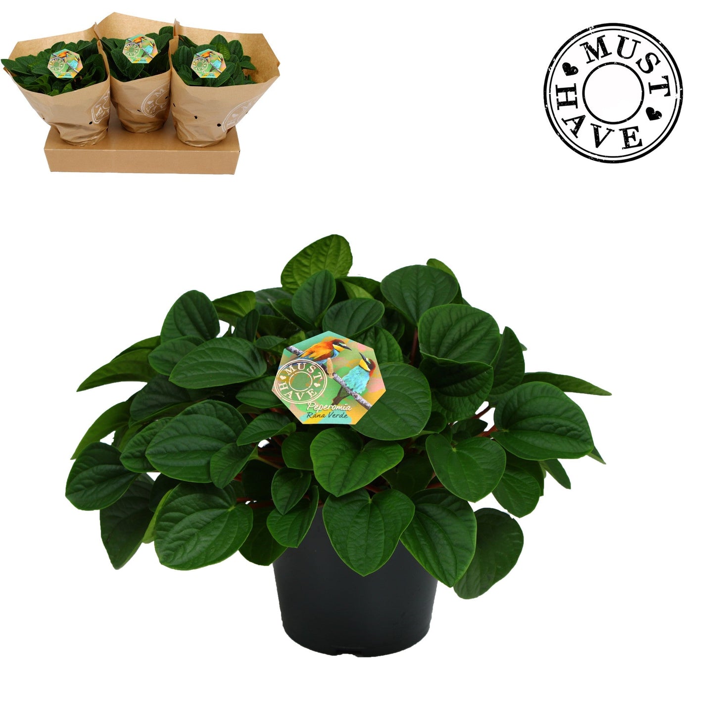 Pep Albovittata Rana Verde Feel Green