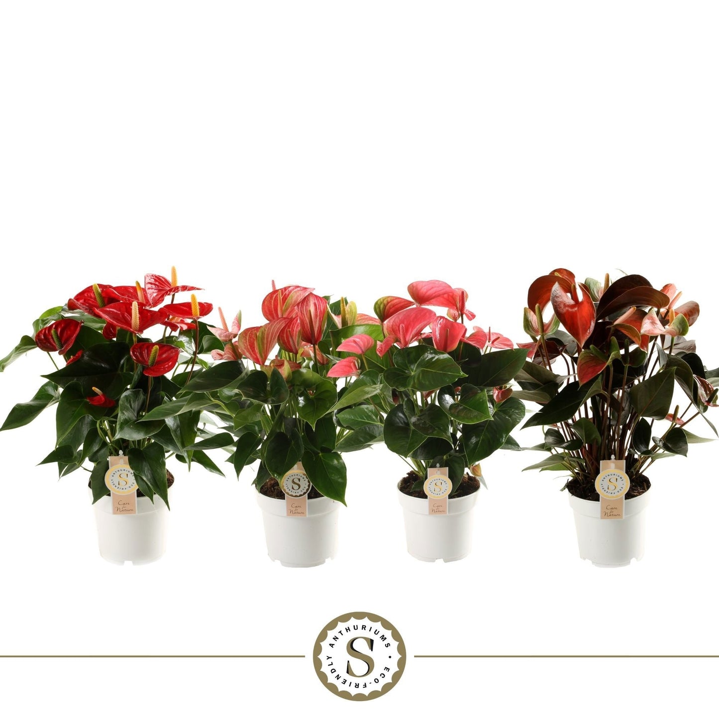 Anthurium St Gemengd 3kl