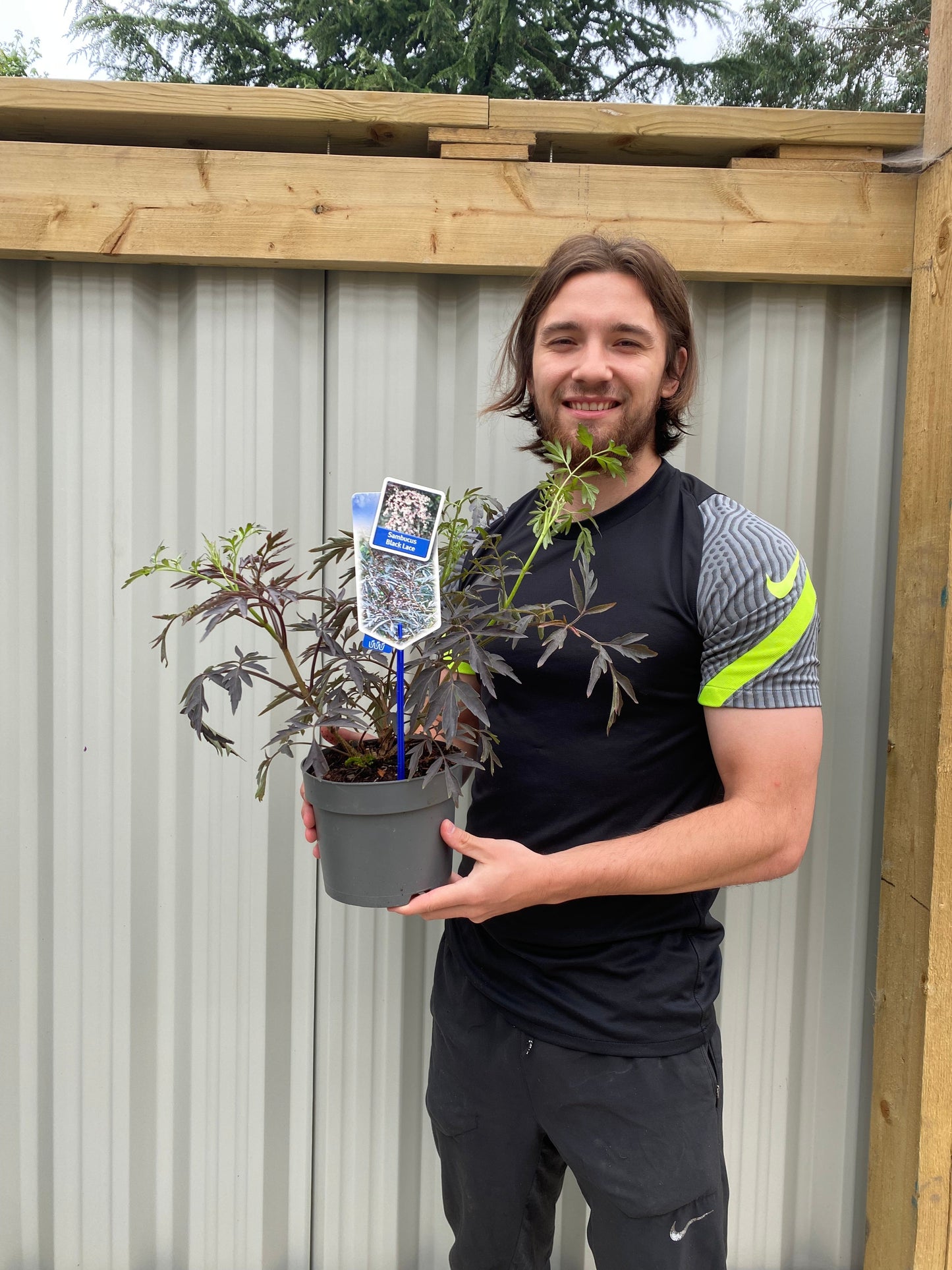 Sambucus nygra 'Black Lace' 9cm / 2L