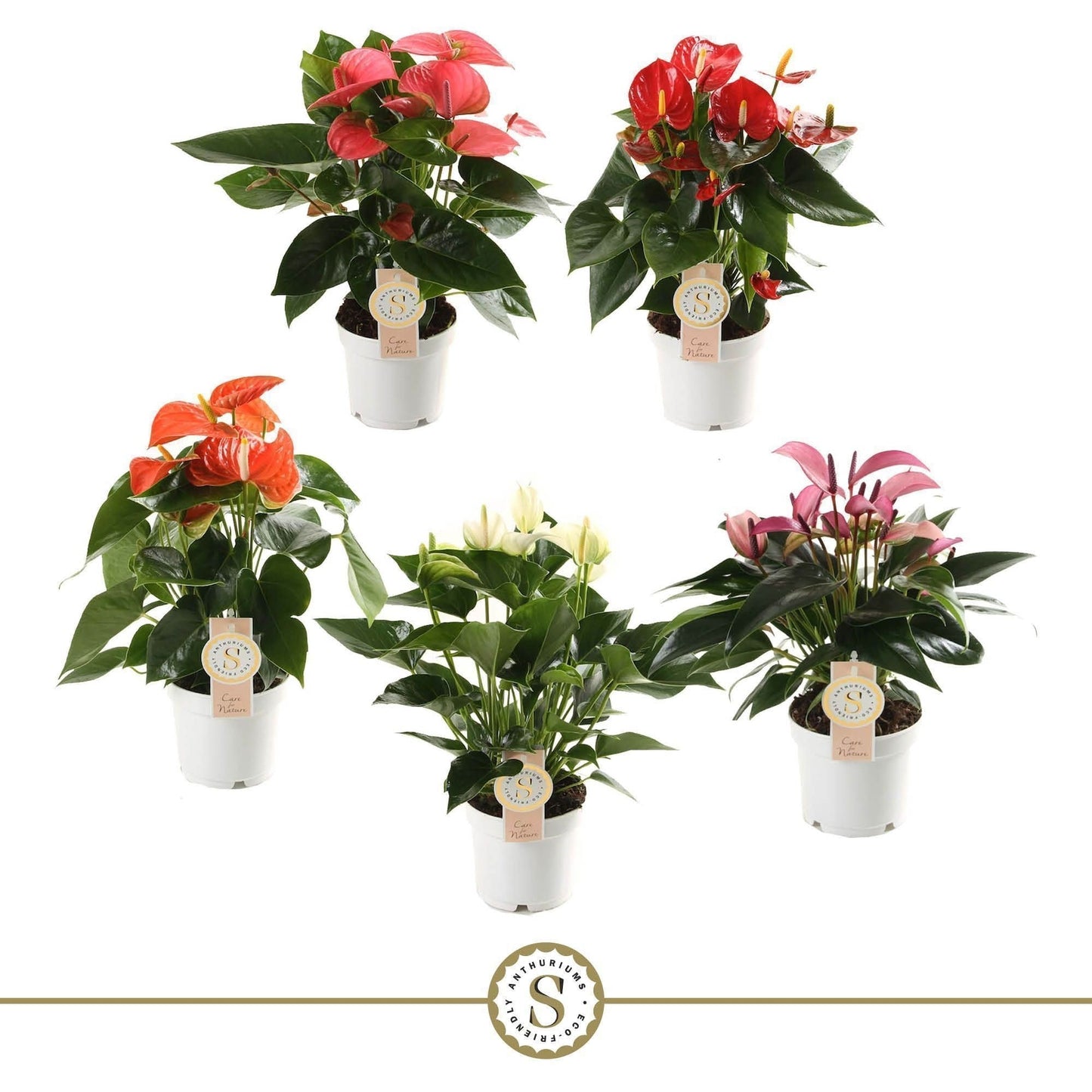 Anthurium St Gemengd 5kl