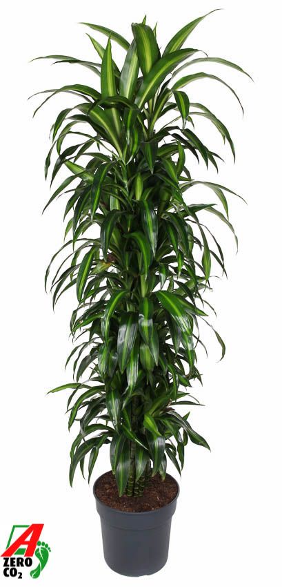 Dra Fr Hawaiiana Sunshine Vertakt