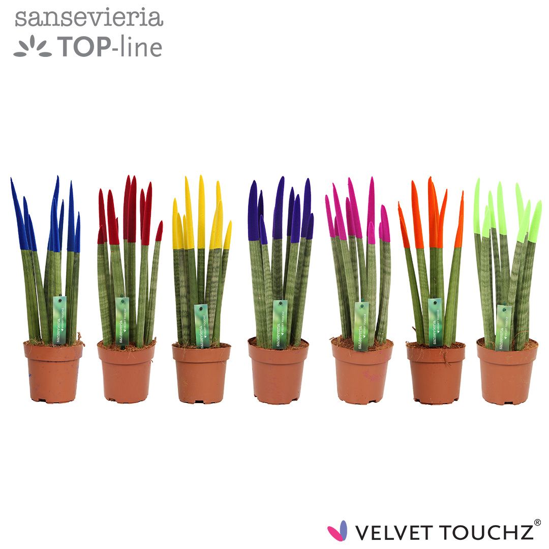 Sans Cyl Velvet Touch Gemengd