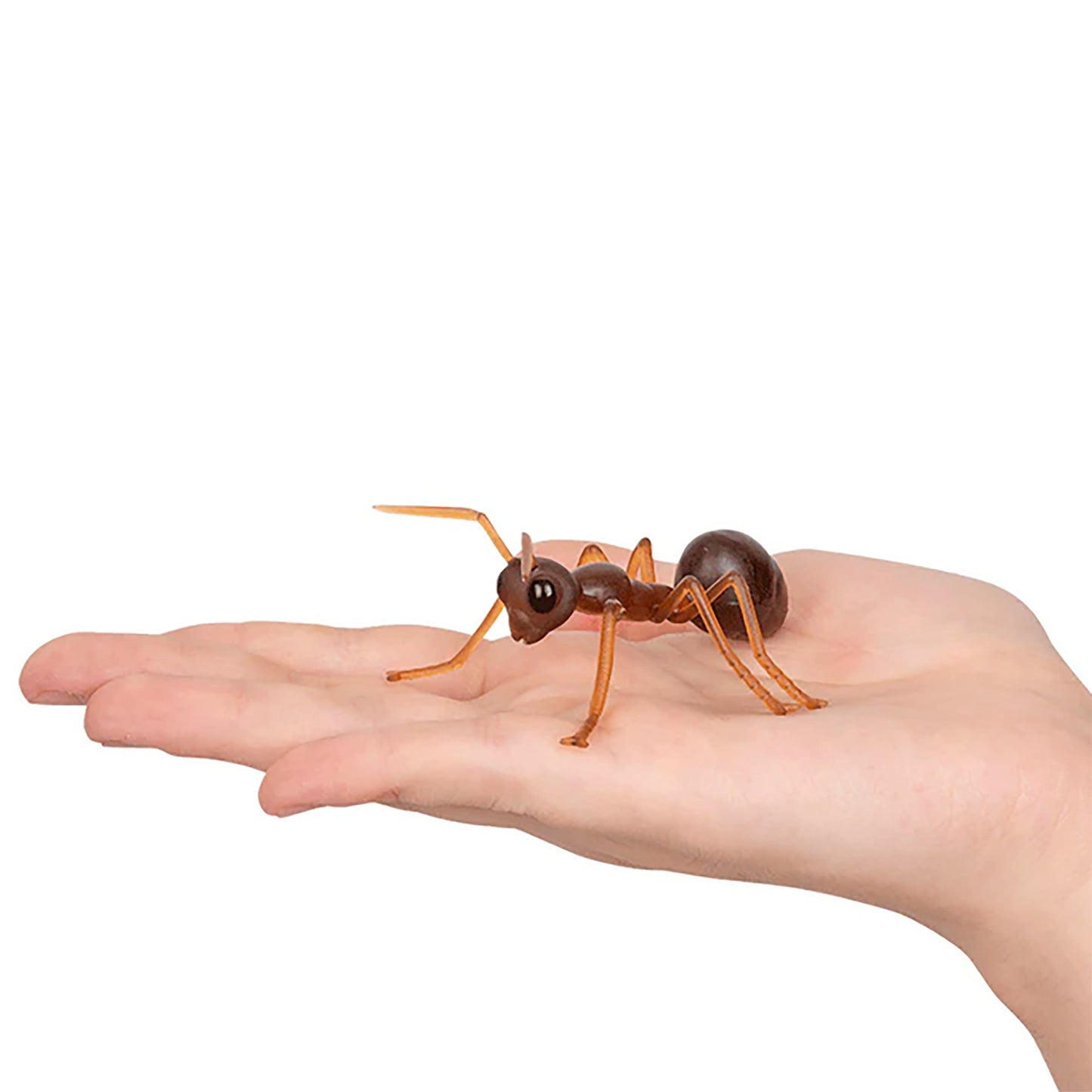 Accoutrements Archie McPhee Funny Gift Box of Novelty Ants (6 Pack)
