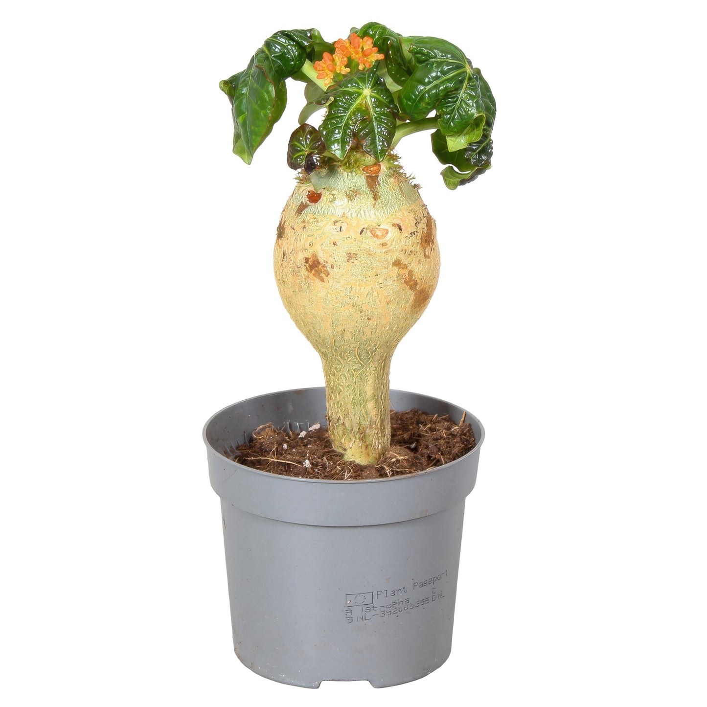 Jatropha Podagrica Oranje