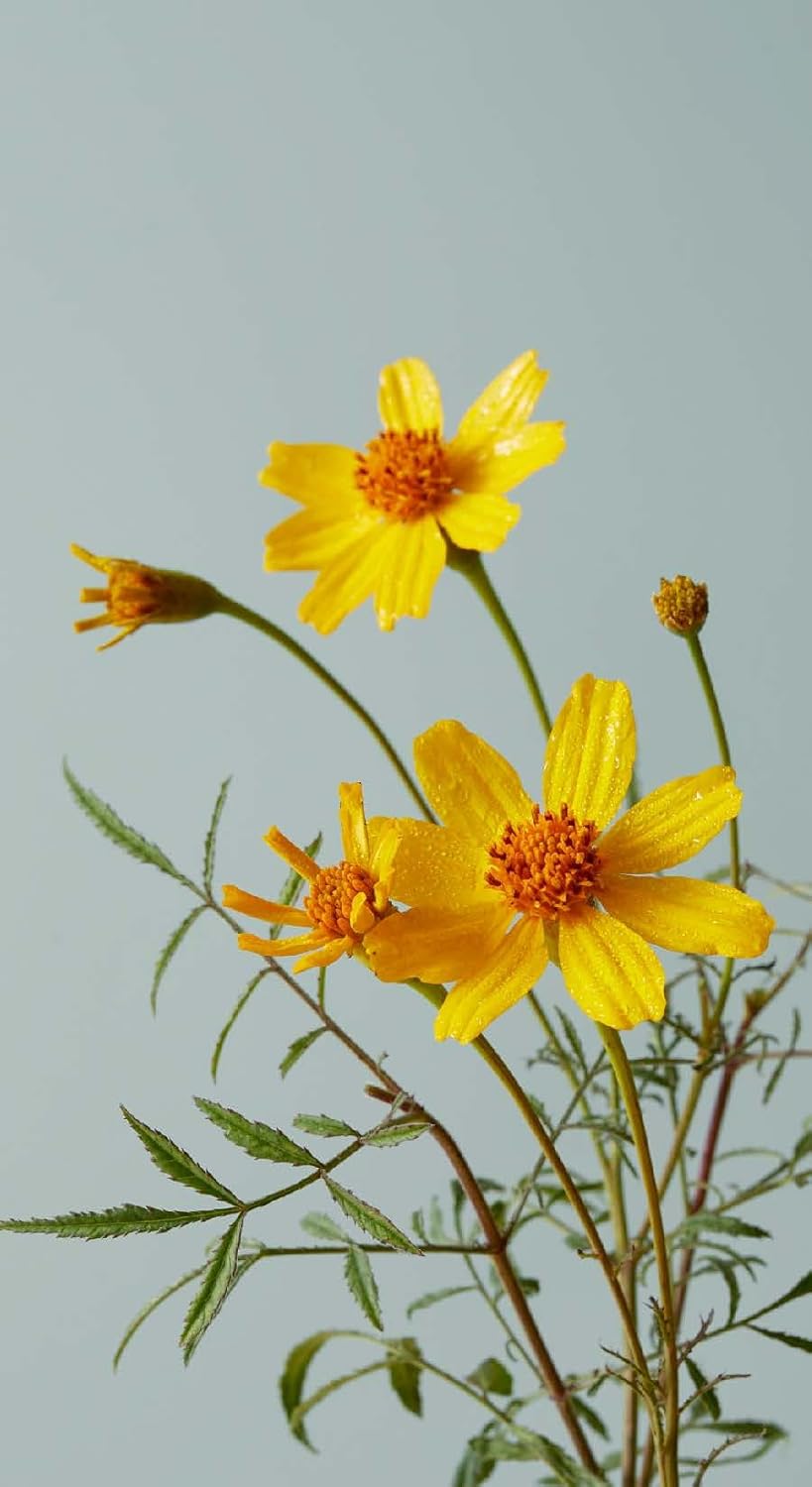 Botanicals Deck: 70 Plants and Flowers  to Enhance Your Life