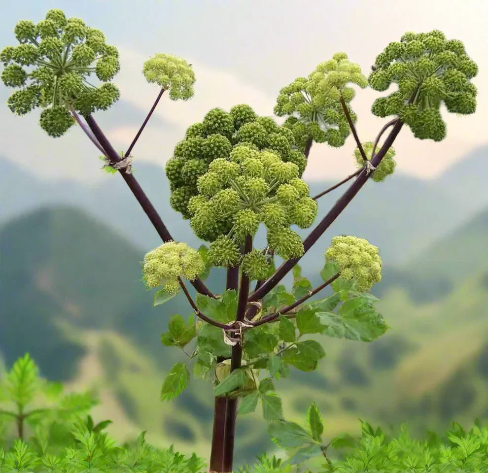 Angelica Archangelica Wild Celery seeds