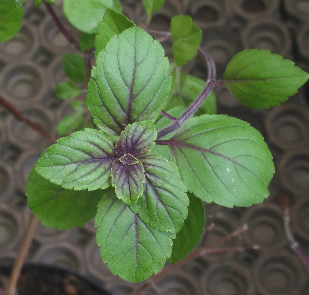 Basil Cinnamon seeds