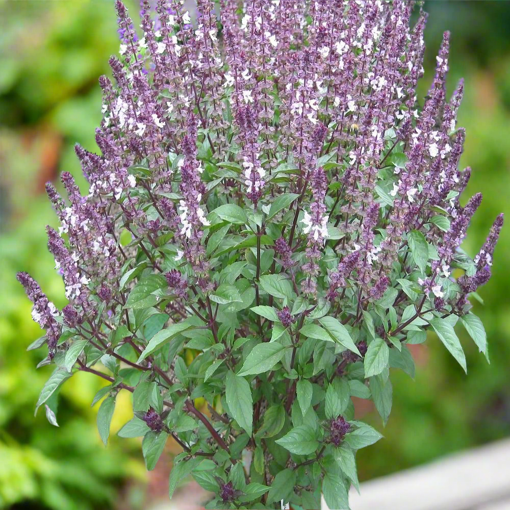 Basil Cinnamon seeds