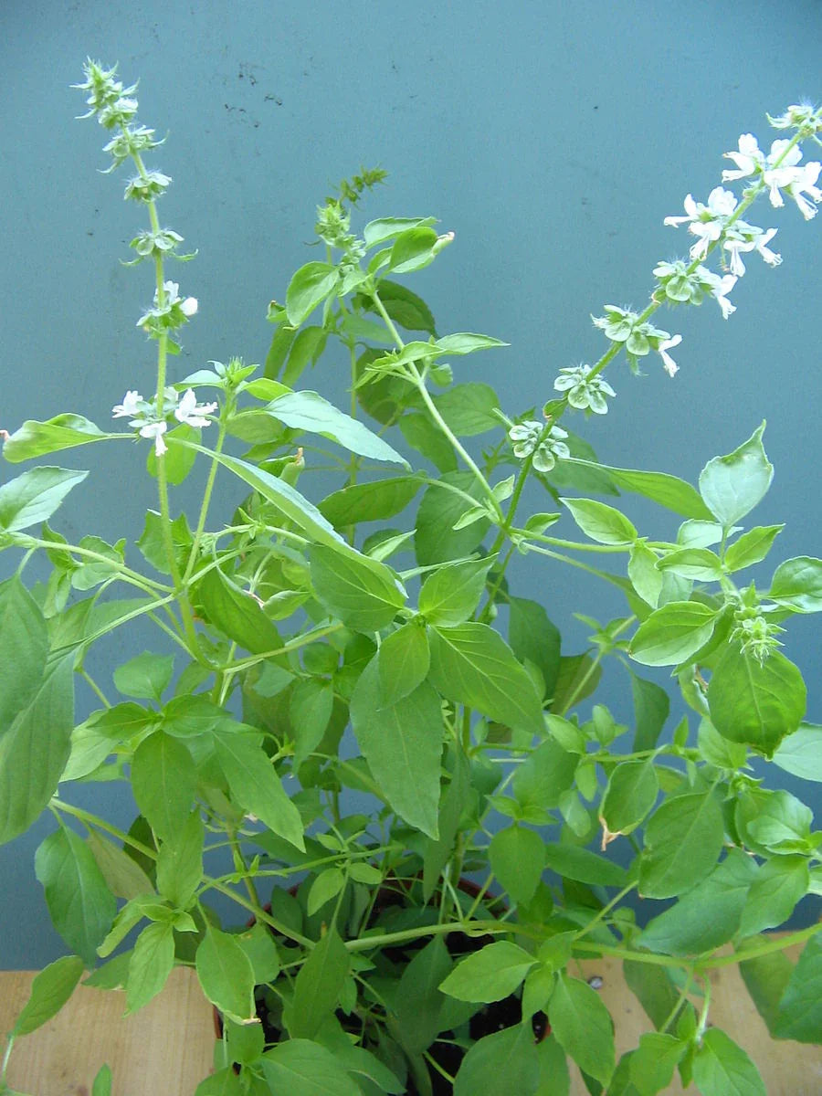 Basil Lush Lemon Seeds