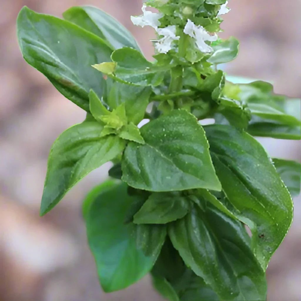 Basil Lush Lemon Seeds