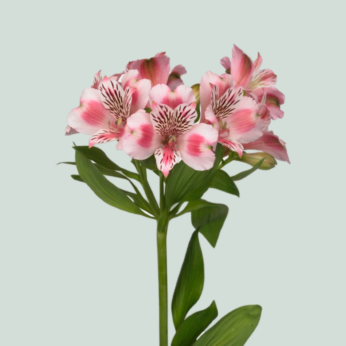 Alstroemeria Panorama
