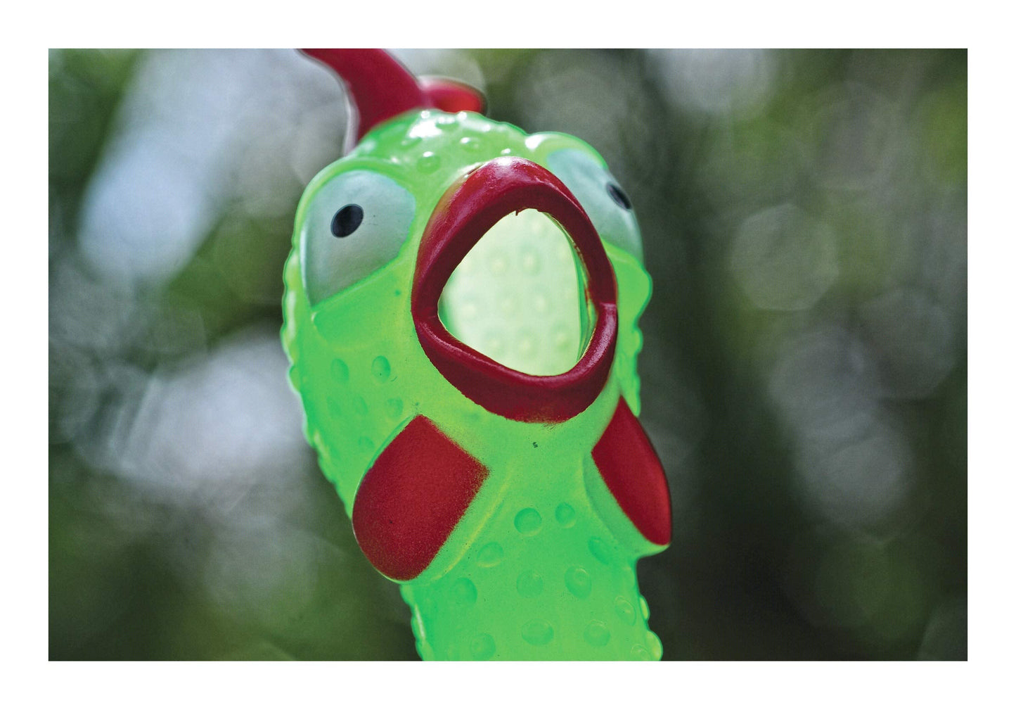 Animolds Squeeze Me Rubber Chicken Toy – Glow-in-the-Dark Squeaky Prank for Kids & Dogs | 1 Pack