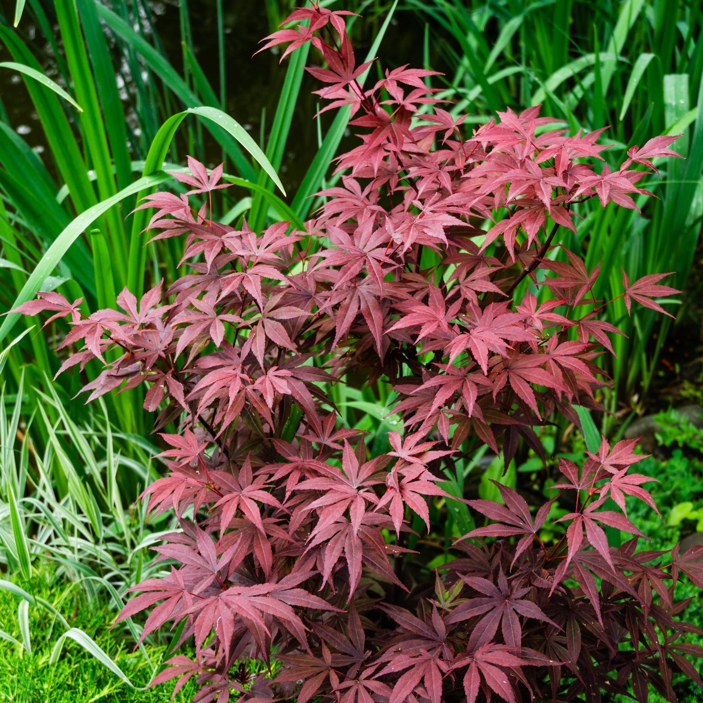 Acer palmatum 'Atropurpureum'