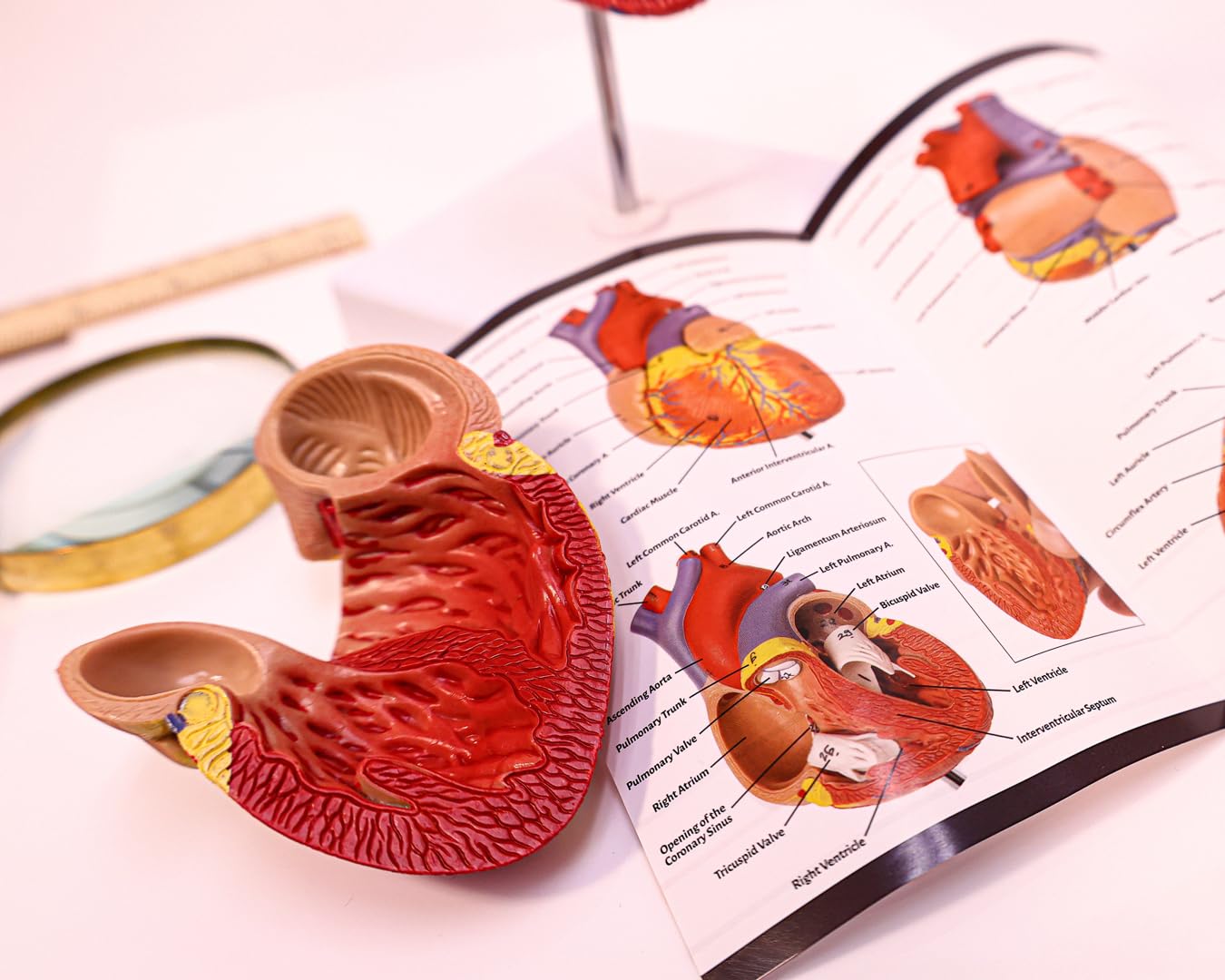 Axis Scientific Life-Size Heart Model — 2-Part Magnetic Design with 34 Labeled Structures