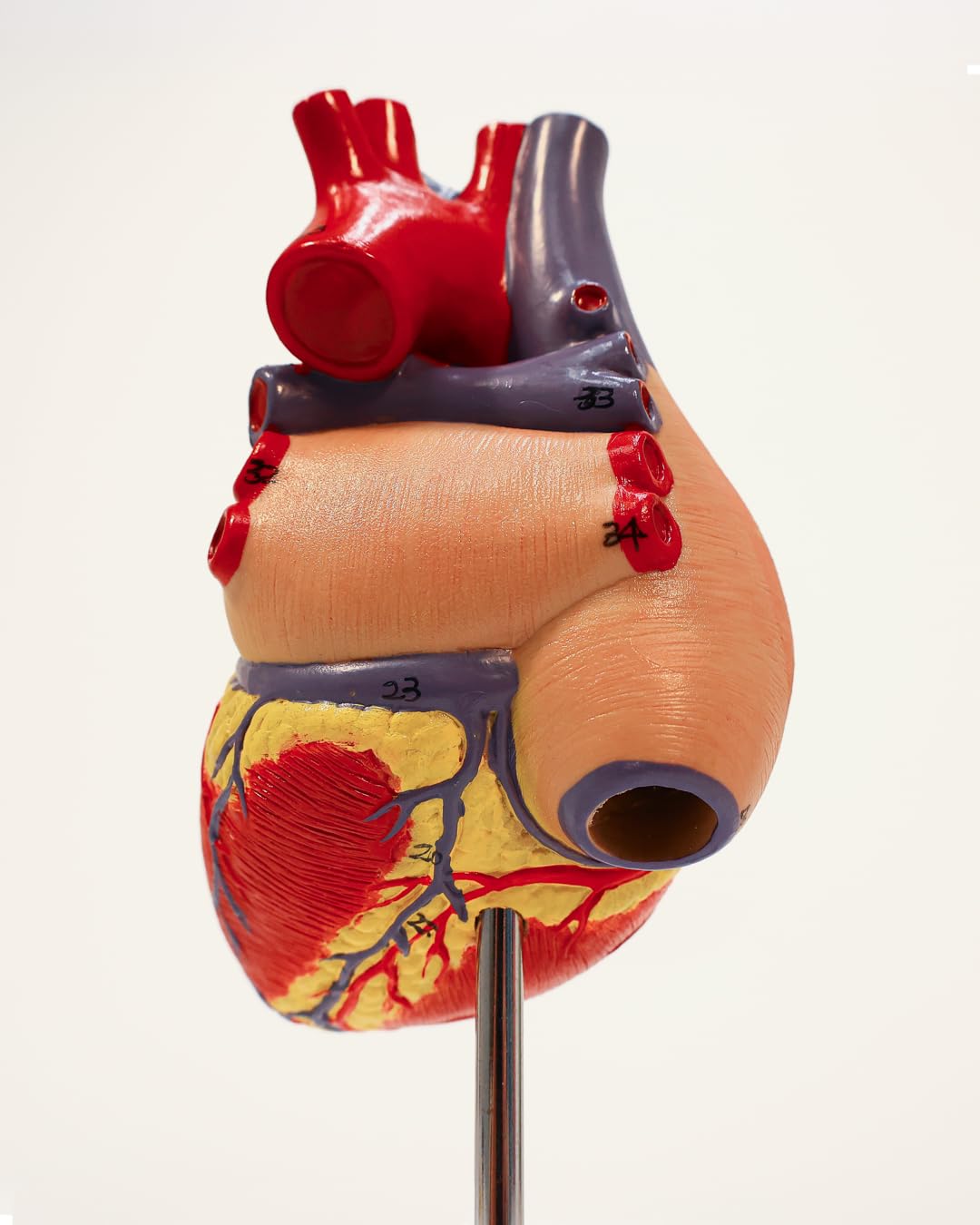 Axis Scientific Life-Size Heart Model — 2-Part Magnetic Design with 34 Labeled Structures