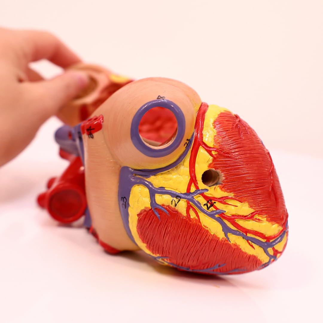 Axis Scientific Life-Size Heart Model — 2-Part Magnetic Design with 34 Labeled Structures