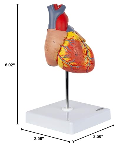 Axis Scientific Life-Size Heart Model — 2-Part Magnetic Design with 34 Labeled Structures