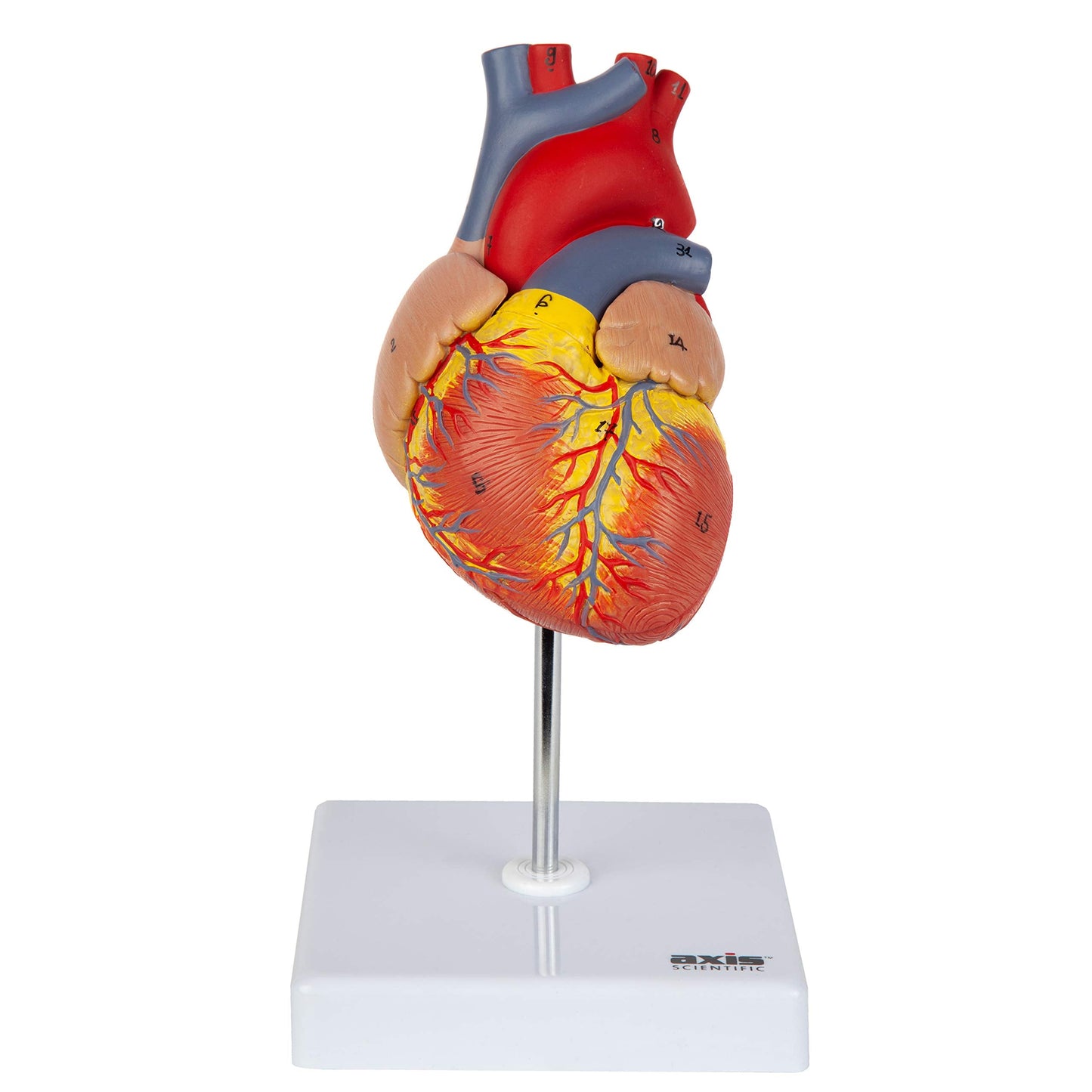 Axis Scientific Life-Size Heart Model — 2-Part Magnetic Design with 34 Labeled Structures