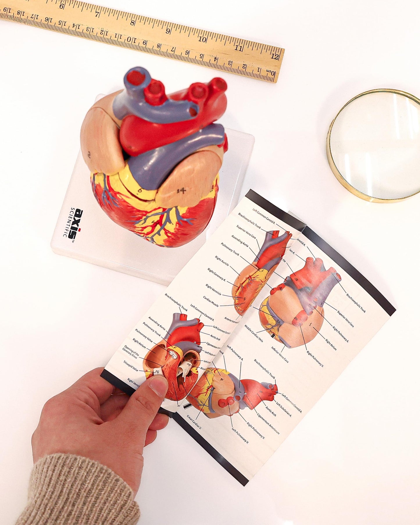 Axis Scientific Life-Size Heart Model — 2-Part Magnetic Design with 34 Labeled Structures