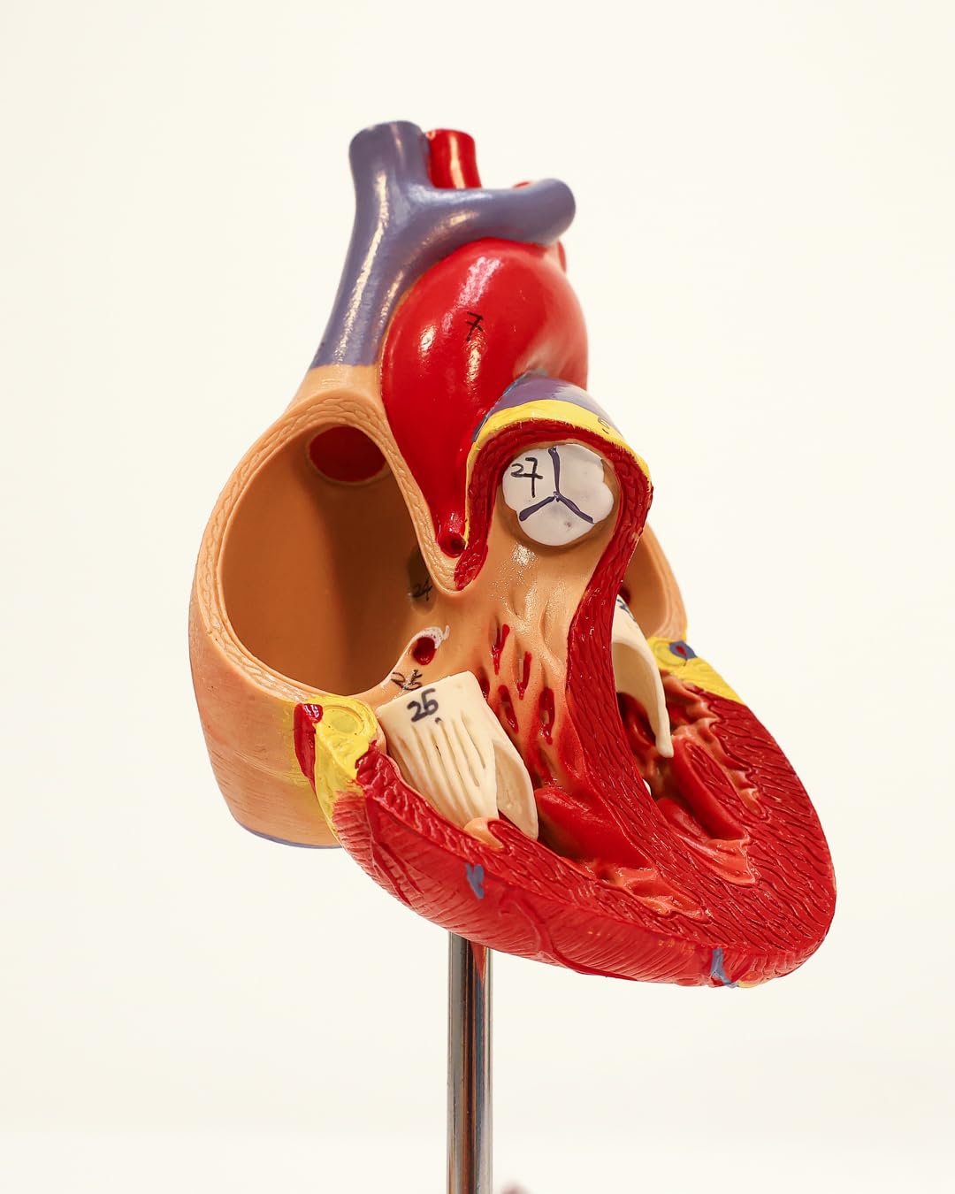 Axis Scientific Life-Size Heart Model — 2-Part Magnetic Design with 34 Labeled Structures