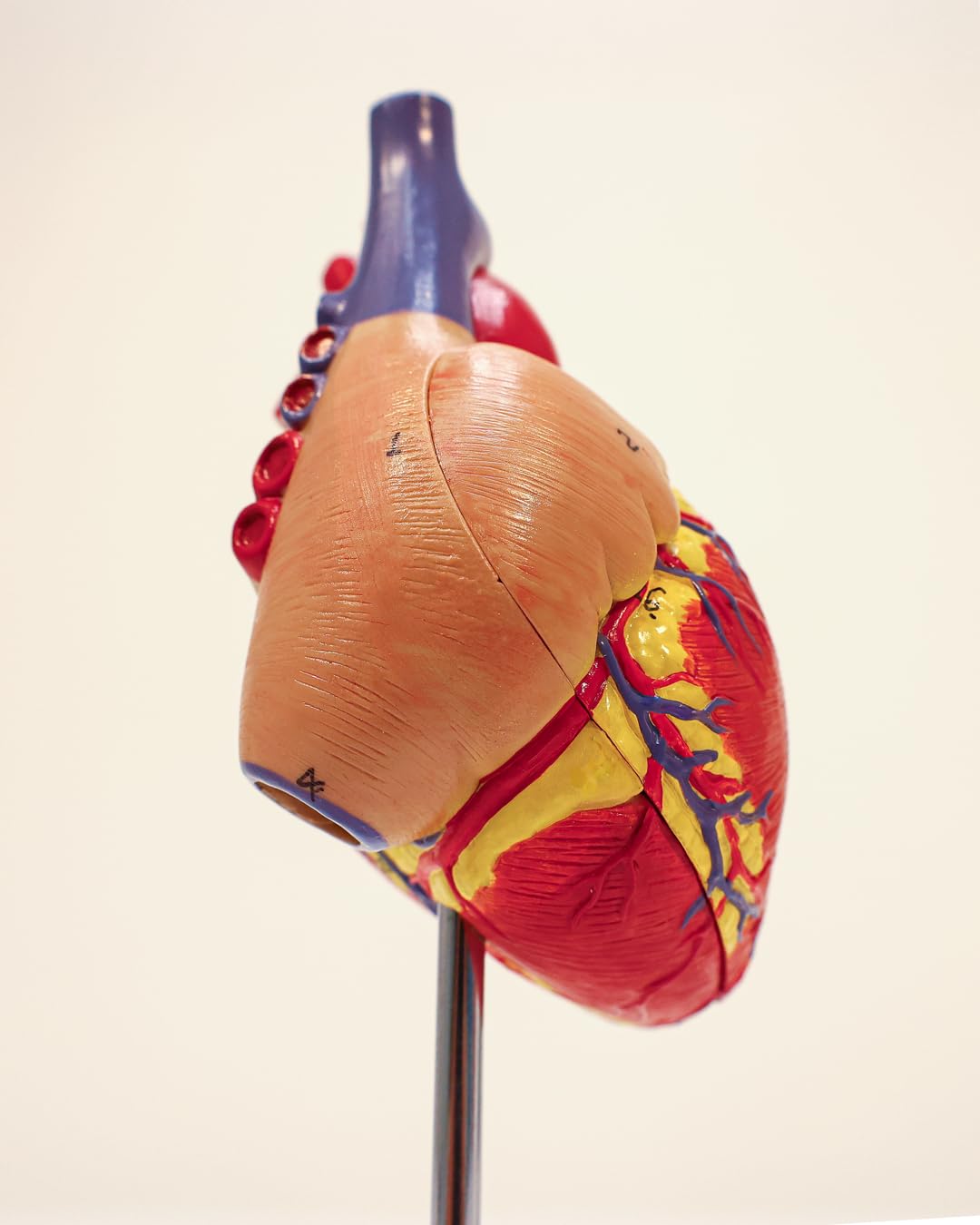 Axis Scientific Life-Size Heart Model — 2-Part Magnetic Design with 34 Labeled Structures
