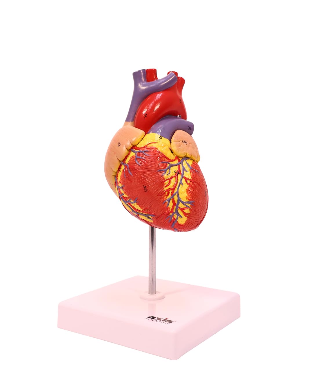 Axis Scientific Life-Size Heart Model — 2-Part Magnetic Design with 34 Labeled Structures