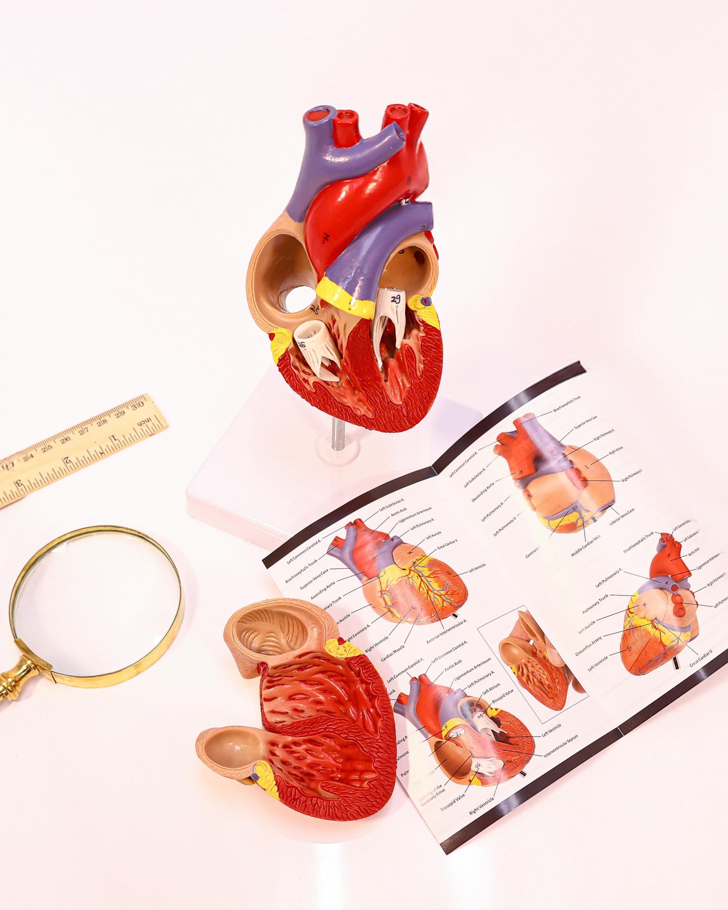 Axis Scientific Life-Size Heart Model — 2-Part Magnetic Design with 34 Labeled Structures