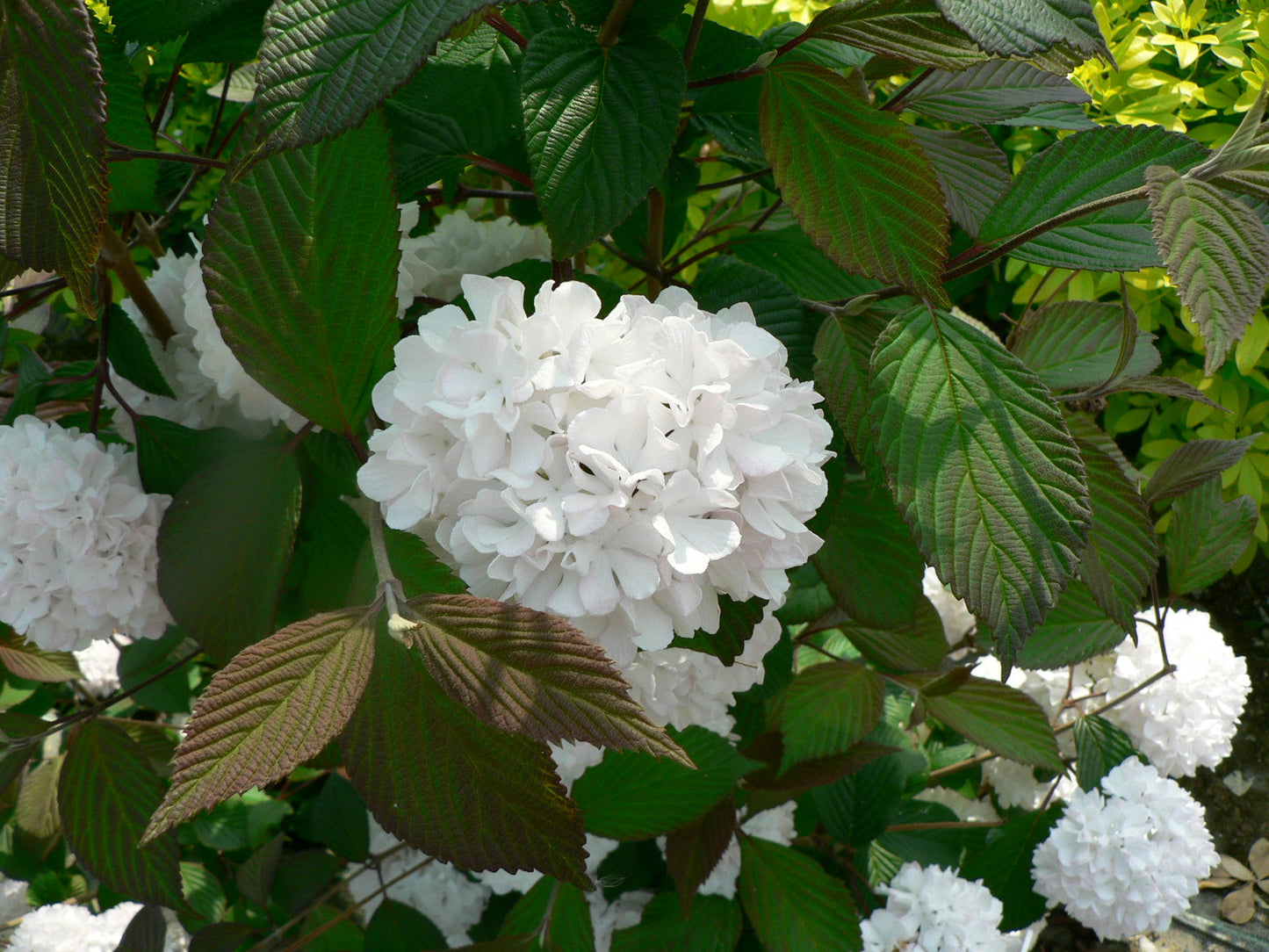 Viburnum opulus 'Roseum' (Snowball) 9cm / 2L