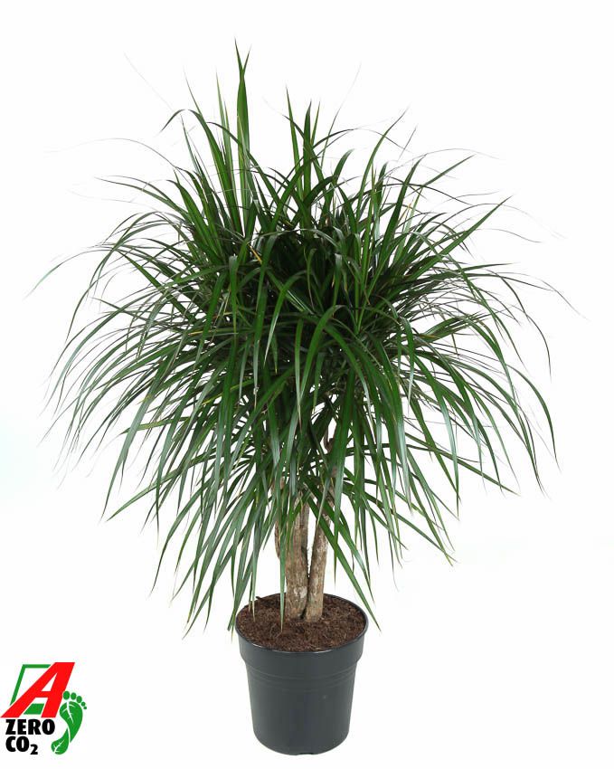 Dra Marginata Vertakt