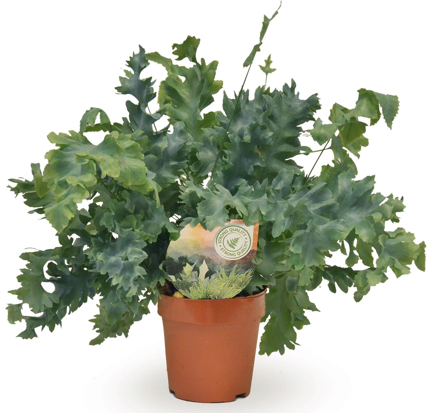 Phlebodium Davana