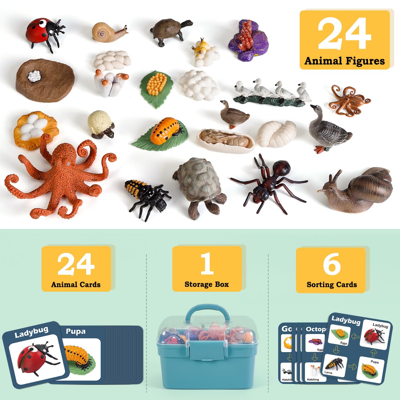 Bambilo Life Cycle Toys for Kids – 24 STEM Animal Models (3–10)